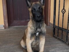 Ciobanesc Belgian Malinois mascul rasa pura, Pitesti