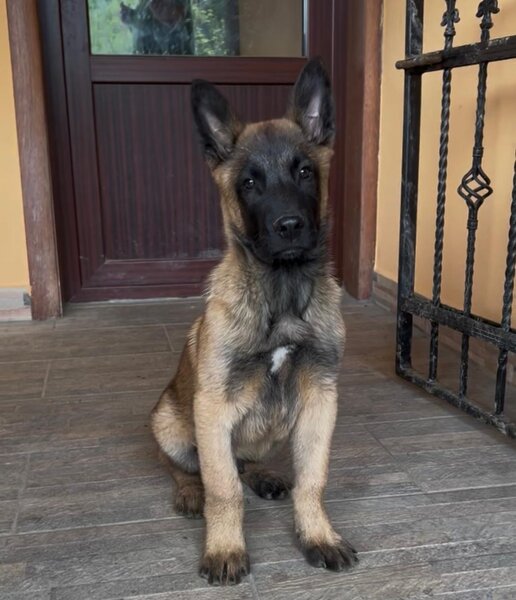 Ciobanesc Belgian Malinois mascul rasa pura,  Pitesti