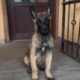 Ciobanesc Belgian Malinois mascul rasa pura,  Pitesti