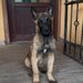 Ciobanesc Belgian Malinois mascul rasa pura,  Pitesti
